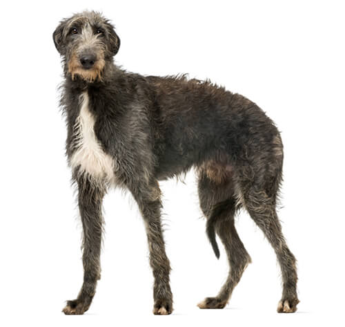 Irish deerhound sales